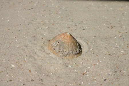 Background image, collage, theme, vacation, beach, sand and sea, motif, close-up of a conch shell with barnacles on sandの写真素材