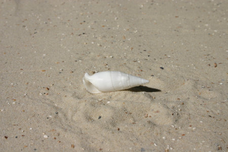 Background image, collage, theme, vacation, beach, sand and sea, motif, close-up of a small, thin, white, sea snail shell on sandの写真素材