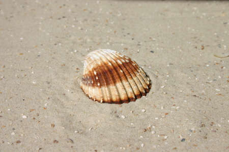 Background image, collage, theme, vacation, beach, sand and sea, motif, close-up of a cockle on sandの写真素材