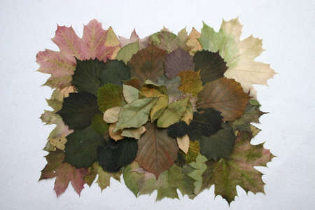 Background image, collage, theme, autumn, colorful leaves, on white surface, close-upの写真素材