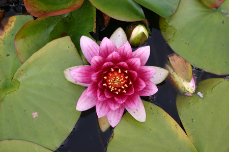 beautiful water lily with purple white petals in naturalの写真素材