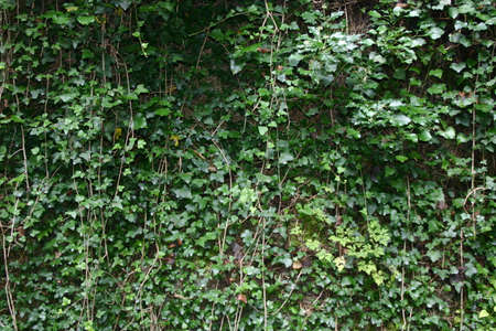 Rocks with green plantsの写真素材