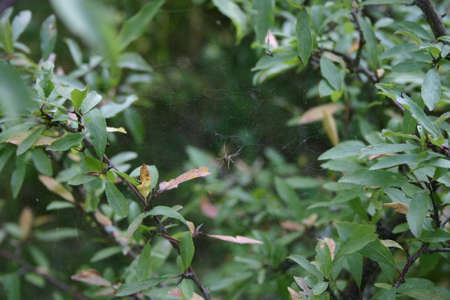 Spider in the web between bushesの写真素材