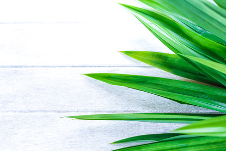 Green Pandan Leaf On Old Wooden Backgroundの写真素材