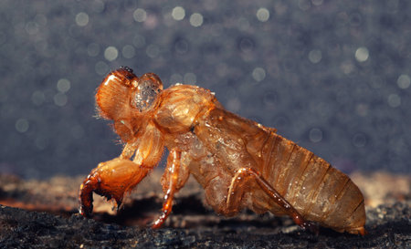 Cicada moultingの写真素材
