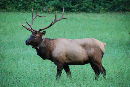 Elk in a pasture at Smokey Mountains National Parkの写真素材