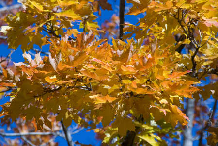 Autum Fall Leavesの写真素材