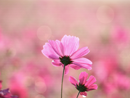 Pink Flowersの写真素材