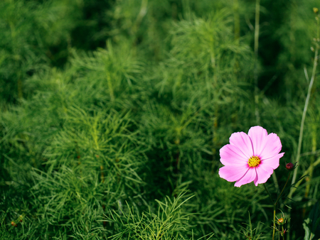 Flowerの写真素材