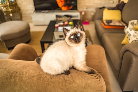 Closeup portrait of siamese kittenの写真素材