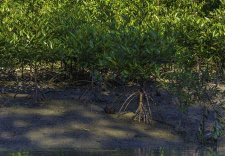 Mangrove Landの写真素材