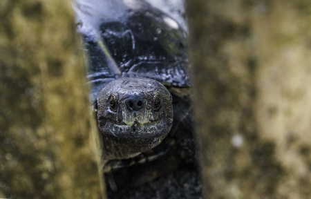 Local Tortoise Head Shotの写真素材