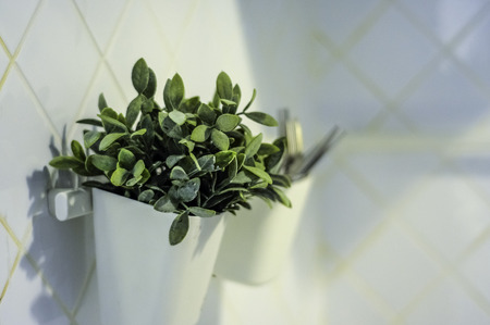 plant in the vass near toiletの写真素材