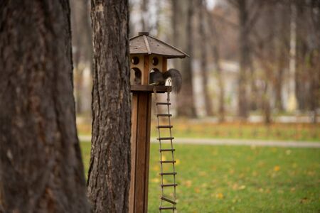 Squirrel on the tree