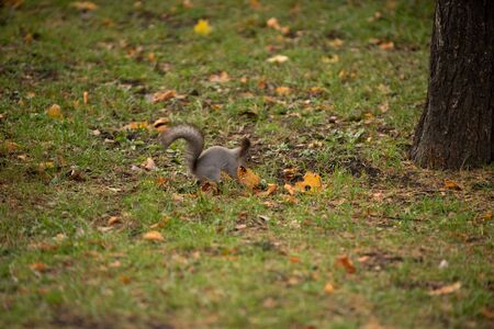 Squirrel on the grassの写真素材