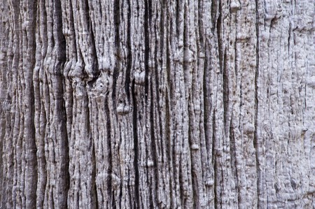 Wooden walls