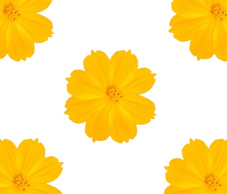 yellow flowersの写真素材