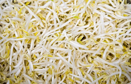 Bean sproutの写真素材