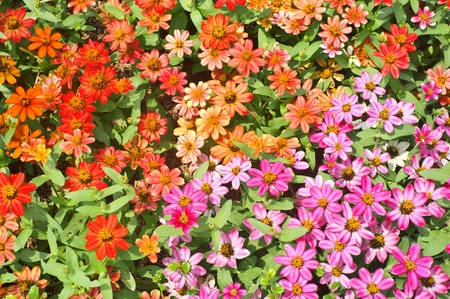 mini flower colorful の写真素材