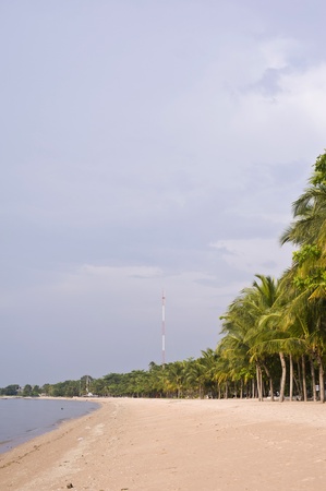 coconut palms near the beachの写真素材
