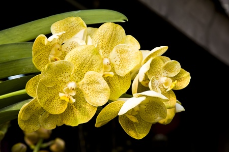 yellow flower