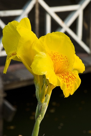 yellow flowerの写真素材