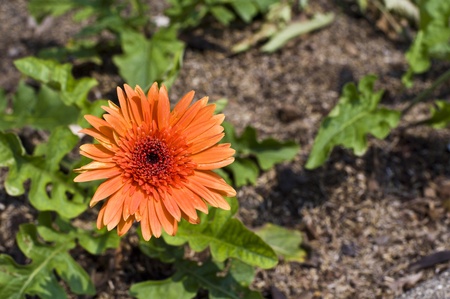 mini flowerの写真素材