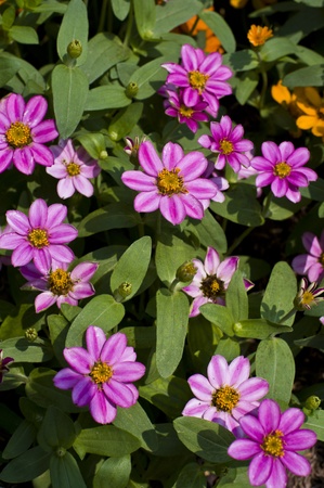 mini flowerの写真素材