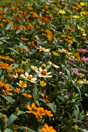 mini flowerの写真素材