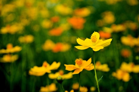 flowerの写真素材