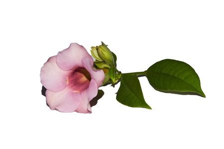 flower on white backgroundsの写真素材