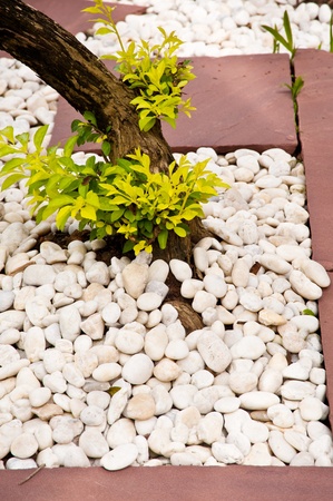 tree in gardenの写真素材