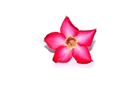 flower on white backgroundsの写真素材