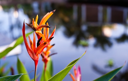 flower in gardenの写真素材