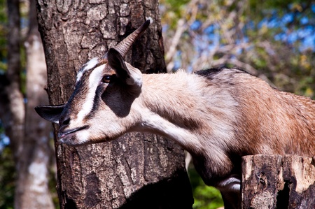goat in zooの写真素材