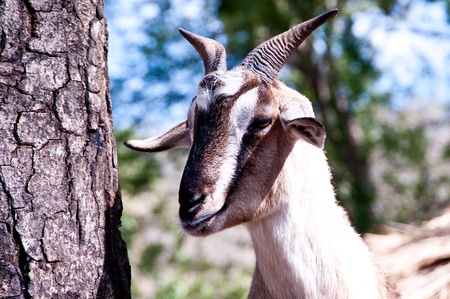 goat の写真素材
