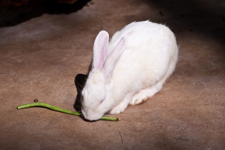 rabbit in zoo