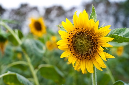 sun flower in gardenの写真素材