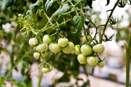 tomato in gardenの写真素材