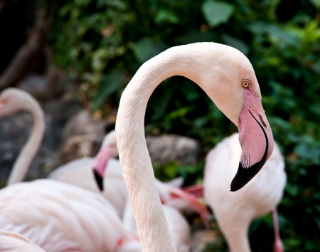 flamingo in zooの写真素材