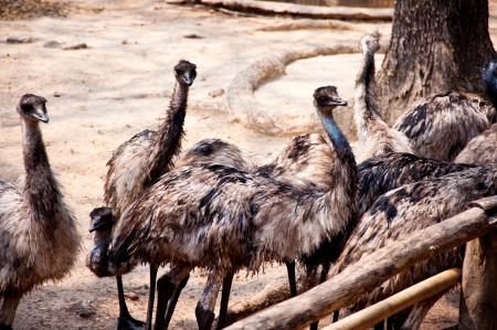 emu birds in zoo