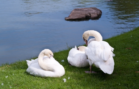 white swanの写真素材