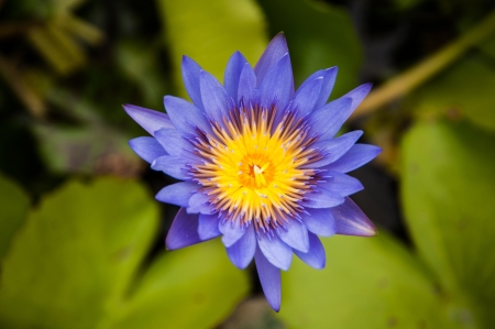 water lily in swampの写真素材
