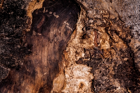 dry treeの写真素材