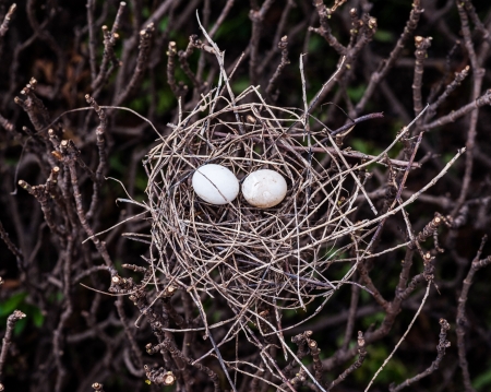 bird in net