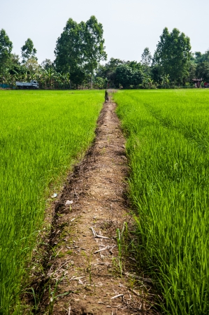 rice fieldの写真素材