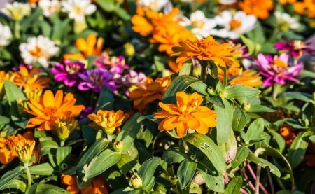 flower in garden