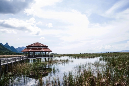 pavilion in swampの写真素材