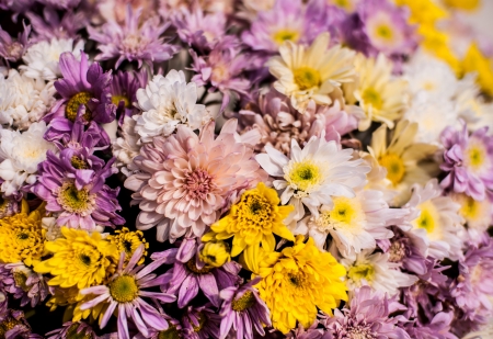 flowerの写真素材