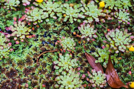mini water hyacinthの写真素材